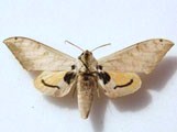 Pseudoclanis occidentalis
